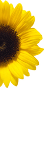 Sunflower, the symbol of the Green Party