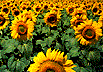 sunflower symbol of the greens